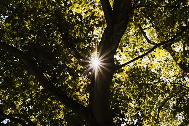 Sunlight filtering through a canopy of healthy trees maintained by Boise Tree & Landscape.