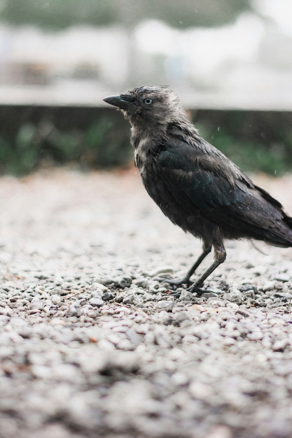 a small black bird standing on top of a gravel covered ground