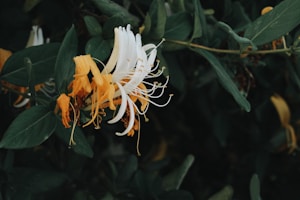 Pure Wildflower Honey