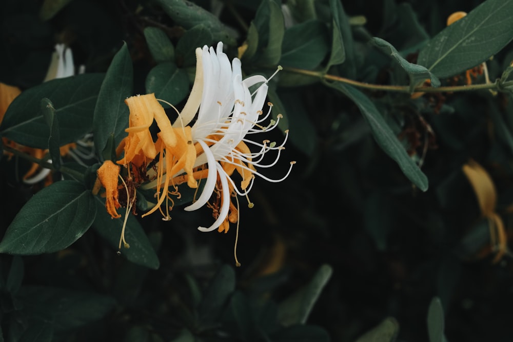 a white and yellow flower with green leaves