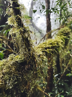 A close-up of a branch covered in lush green moss, with water droplets clinging to its surface. The background features a foggy forest environment with blurred trees and foliage, creating a sense of depth and mystery.