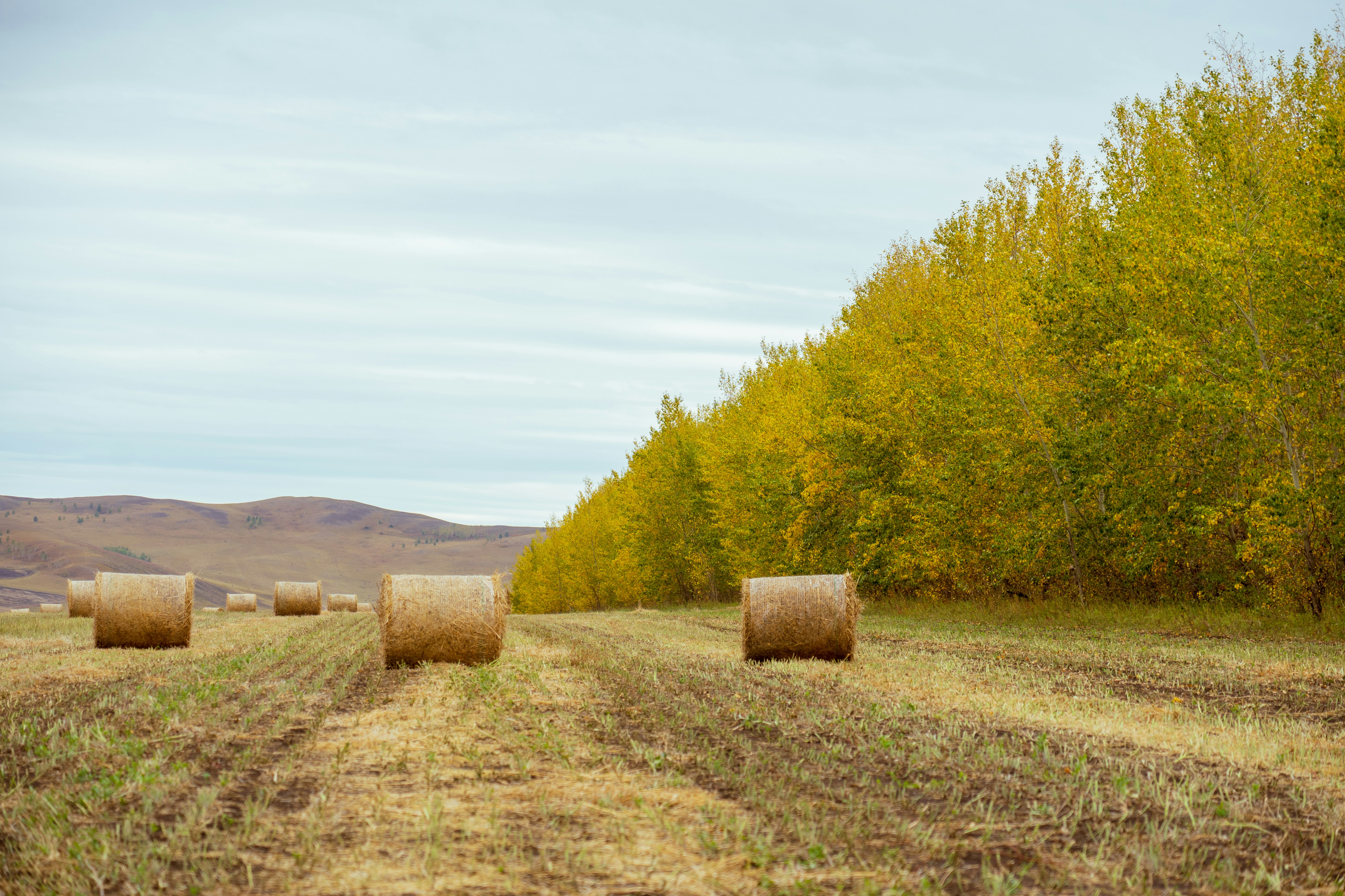 Heuballen auf einem Feld mit Bäumen im Hintergrund