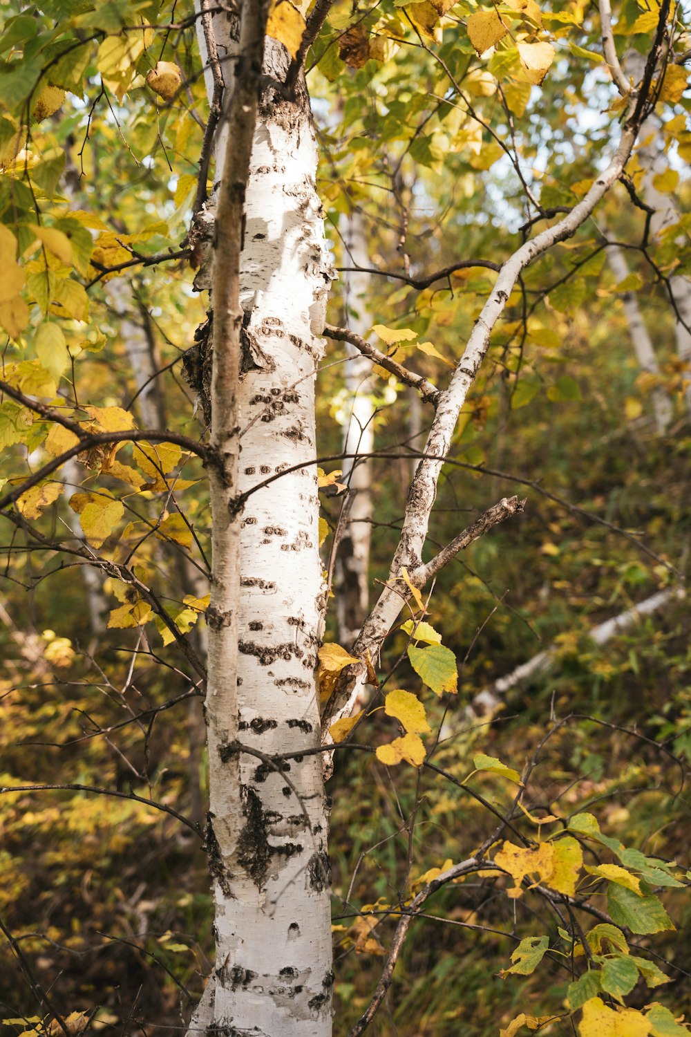 a white tree with yellow leaves in a forest