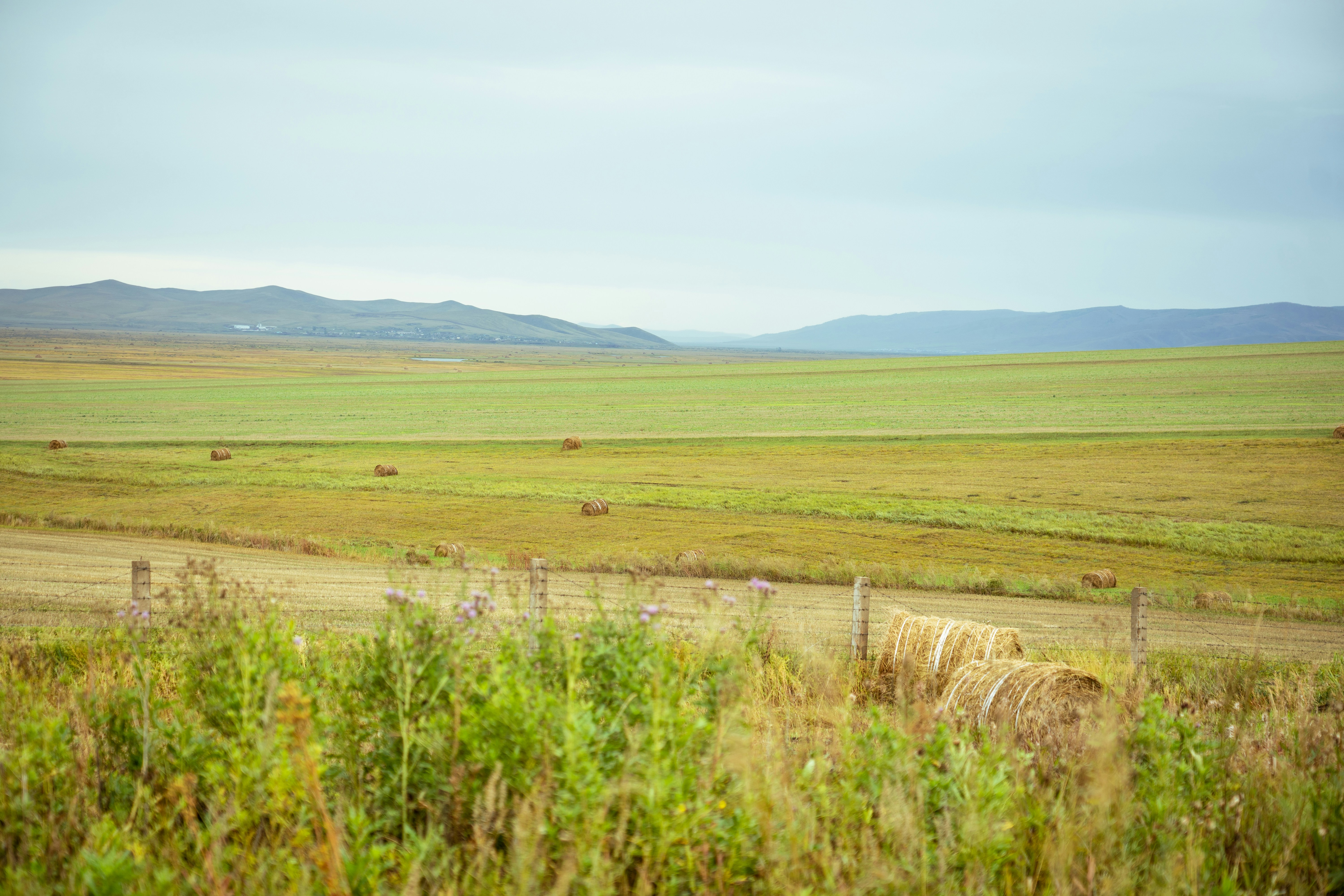 ein grasbewachsenes Feld mit Bergen in der Ferne