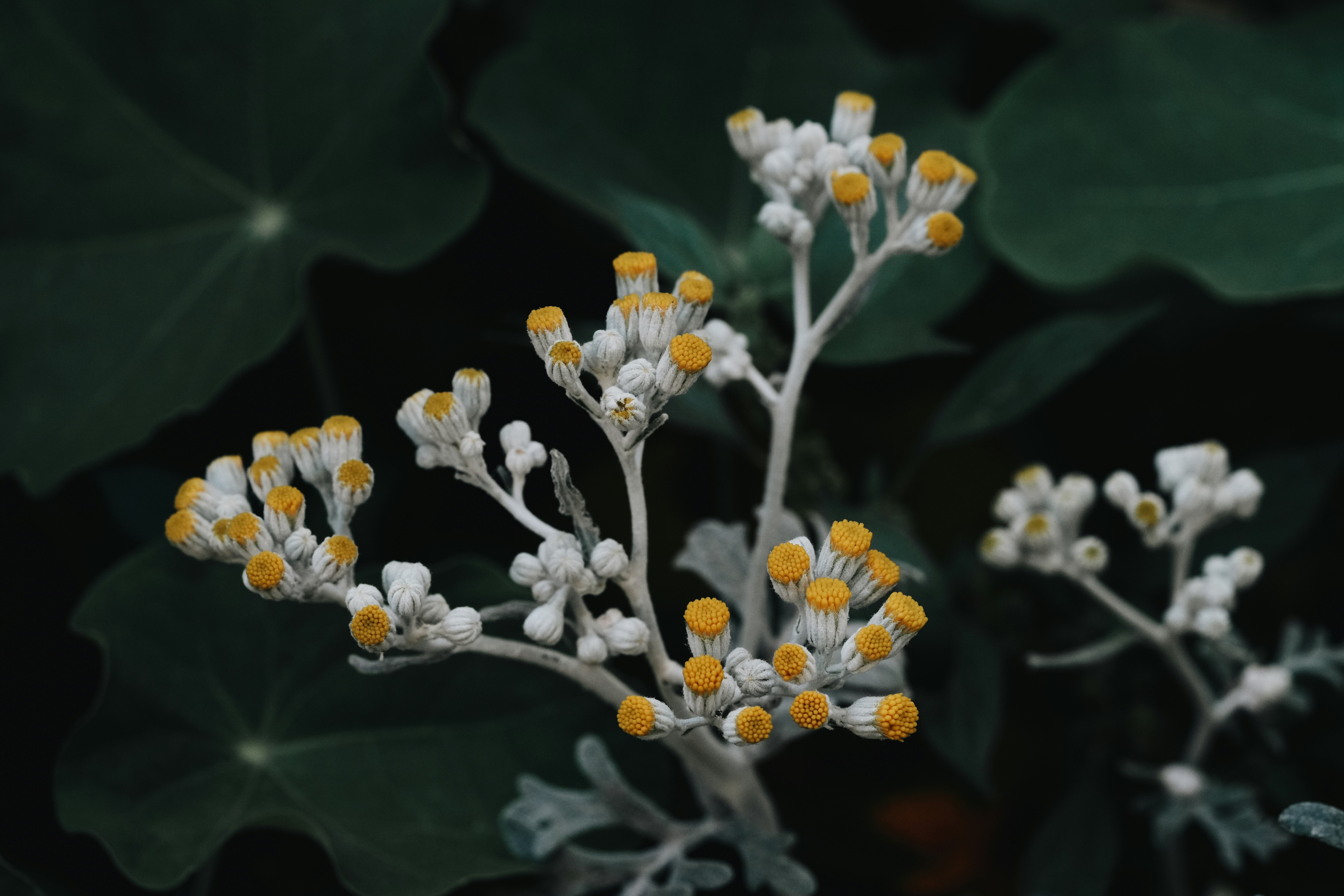 a close up of a plant with yellow flowers