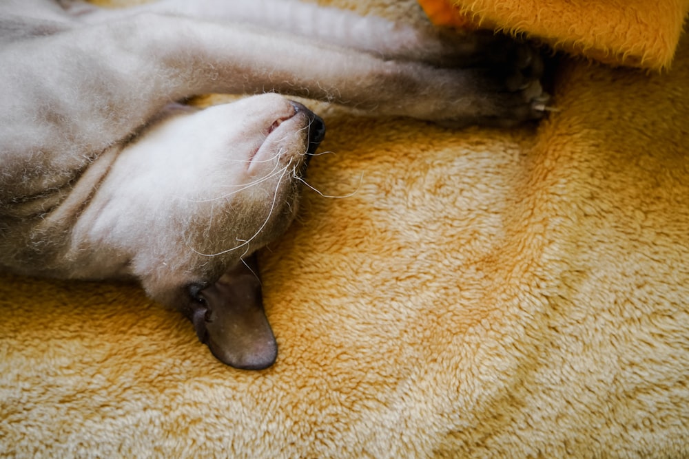 a cat rolling around on its back on a blanket