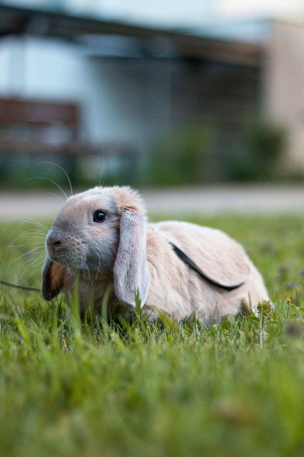 a small rabbit sitting on top of a lush green field