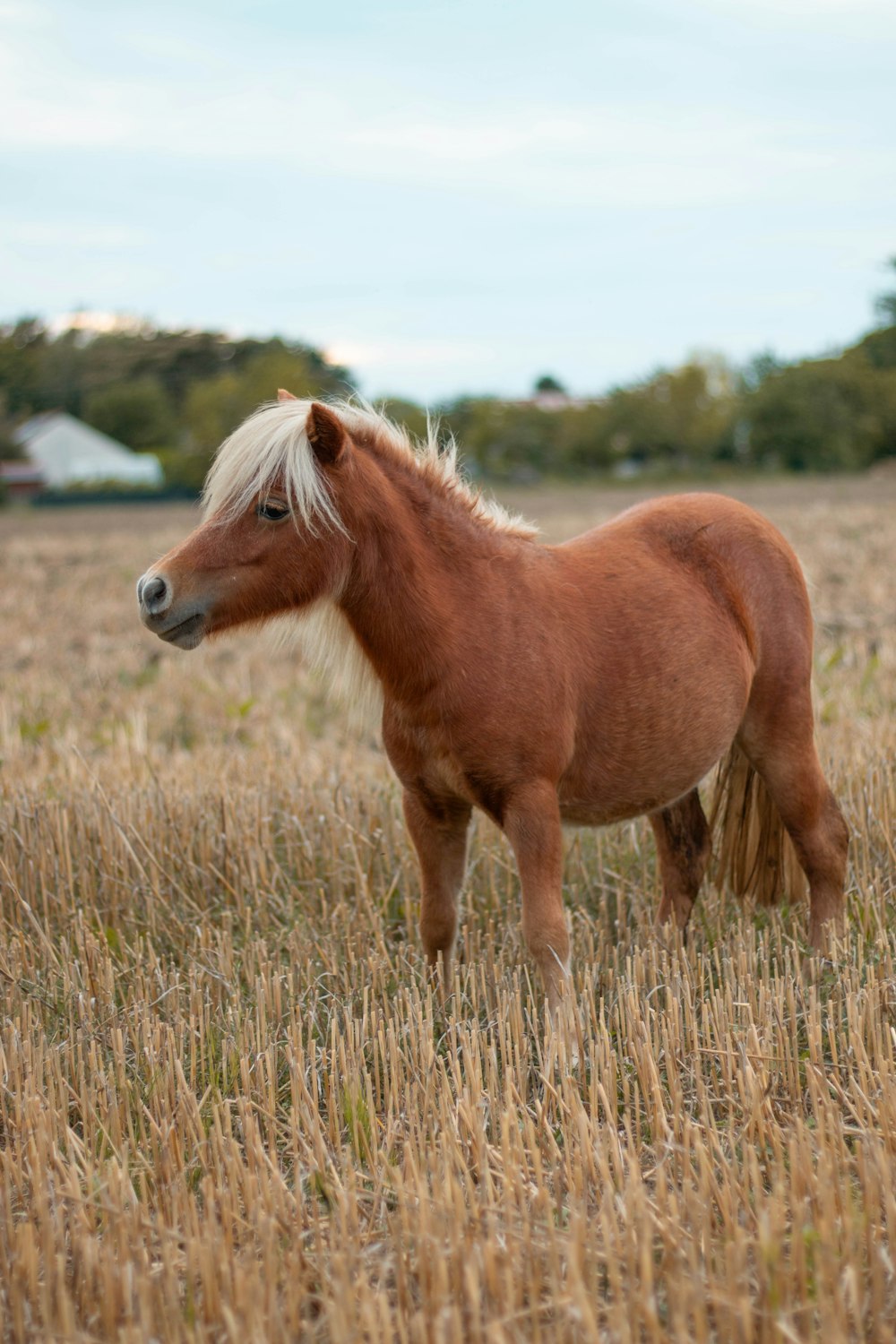 a brown horse standing in a dry grass field