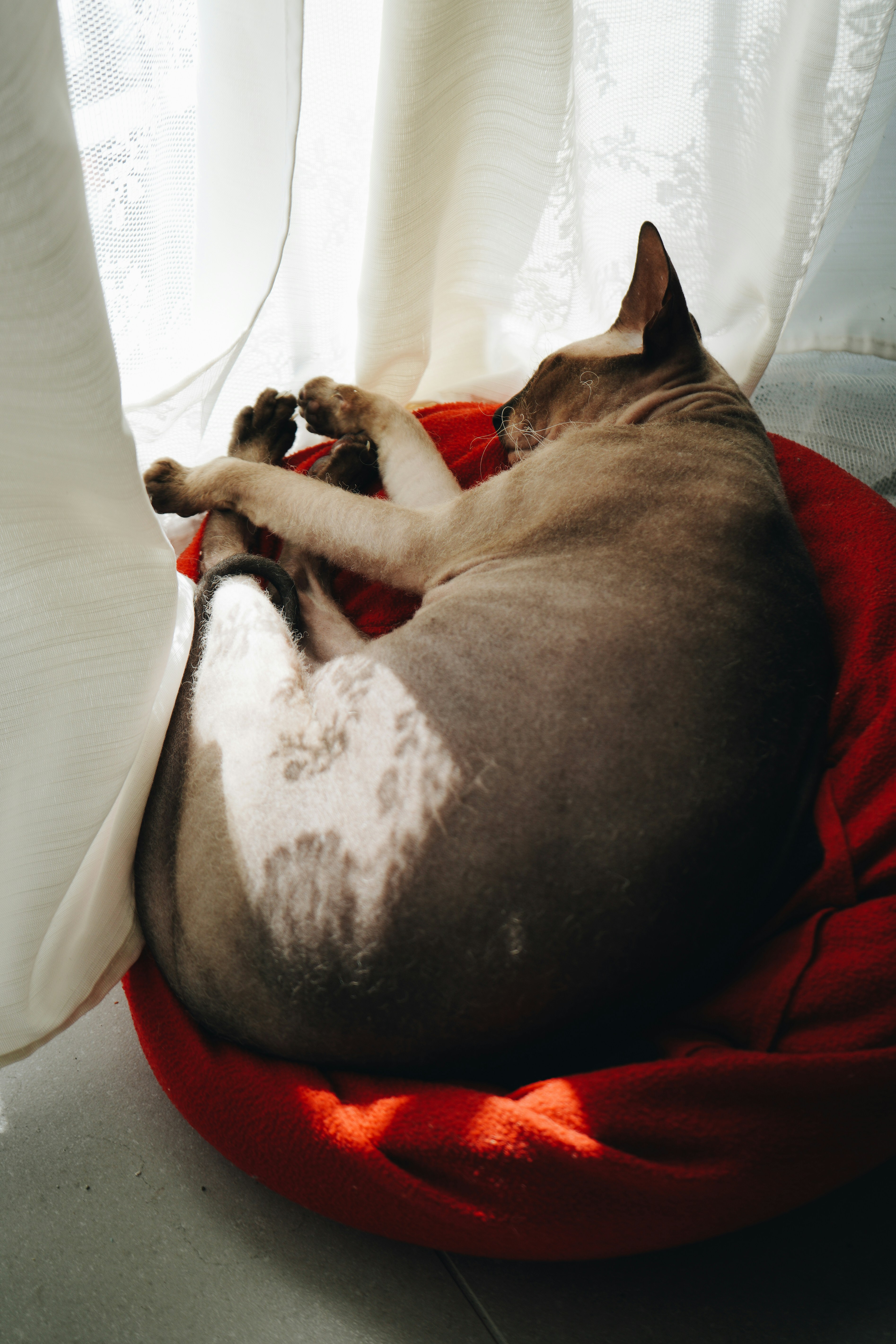 Adaptability: Fitting In Just About Anywhere (image credits: unsplash)