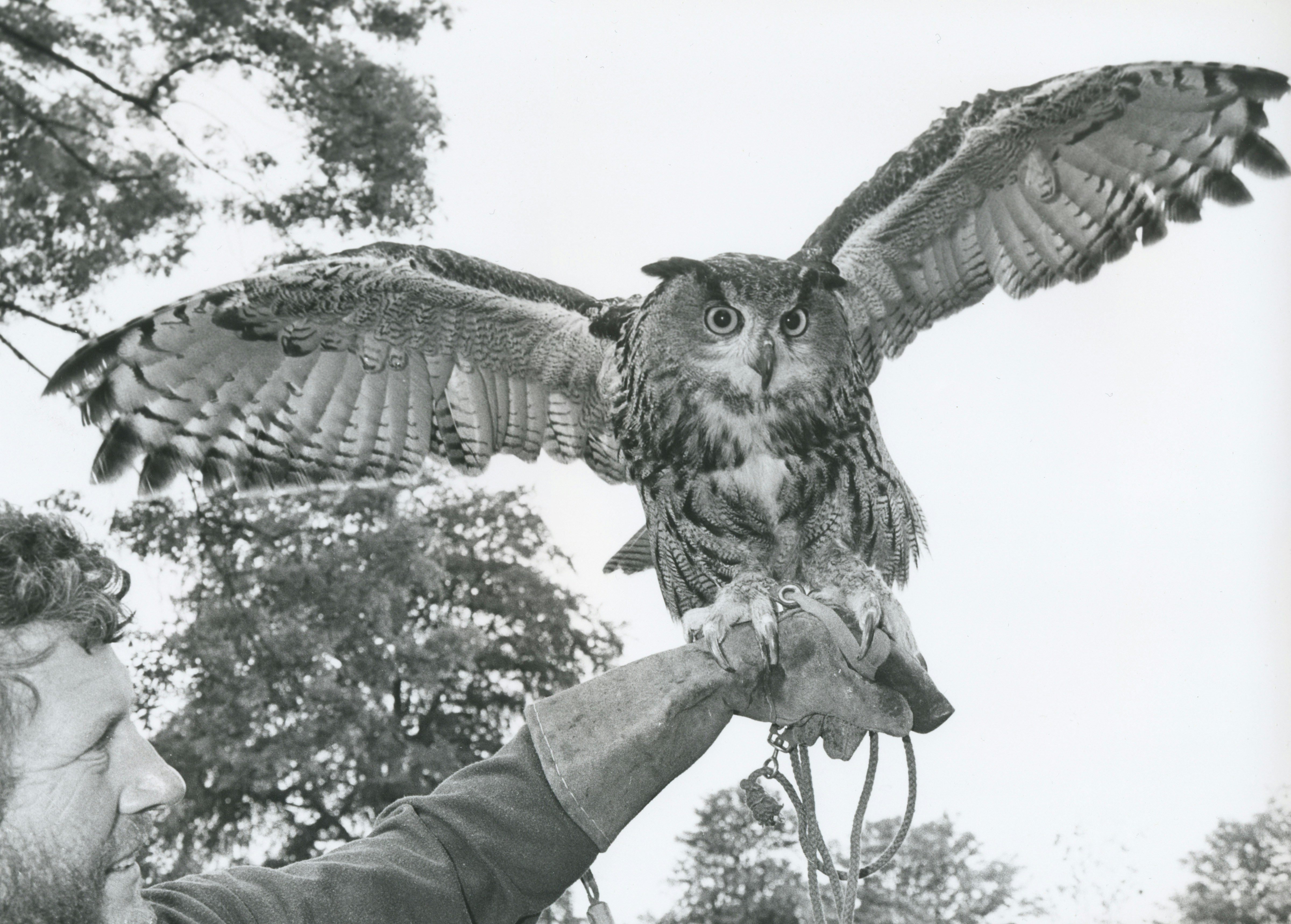 Eagle Owl about to launch