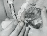A volunteer feeding a young orphaned animal in care.