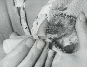 Volunteers carefully feeding a small hedgehog at Nash Haven.