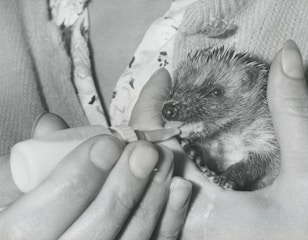 A volunteer gently feeding a rescued mammal in a peaceful sanctuary setting.