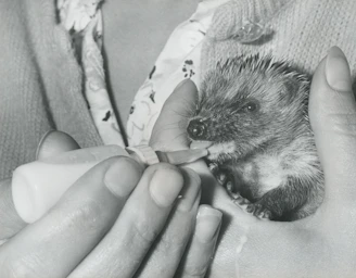 Volunteers carefully feeding hedgehogs in a quiet garden setting.