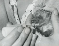 Volunteers carefully feeding a small hedgehog with a syringe.