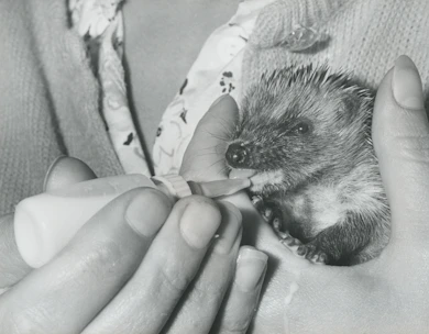 Volunteers carefully feeding hedgehogs in a quiet garden setting.