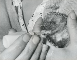 A small hedgehog is being fed with a baby bottle while being gently held in a person's hands. The hedgehog appears calm and the person is providing care and attention.