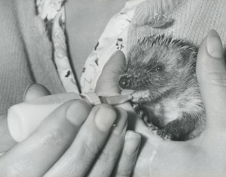 A small hedgehog is being fed with a baby bottle while being gently held in a person's hands. The hedgehog appears calm and the person is providing care and attention.