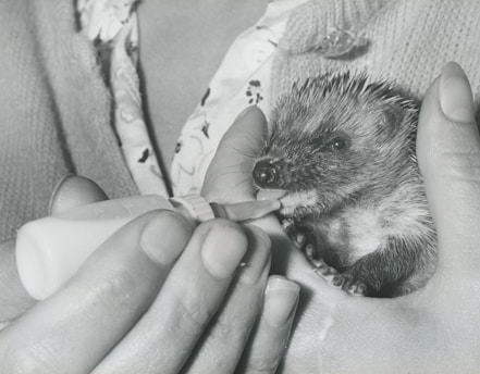 A volunteer gently feeding a rescued mammal in a peaceful sanctuary setting.