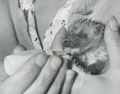 Volunteers carefully feeding a small hedgehog at Nash Haven.