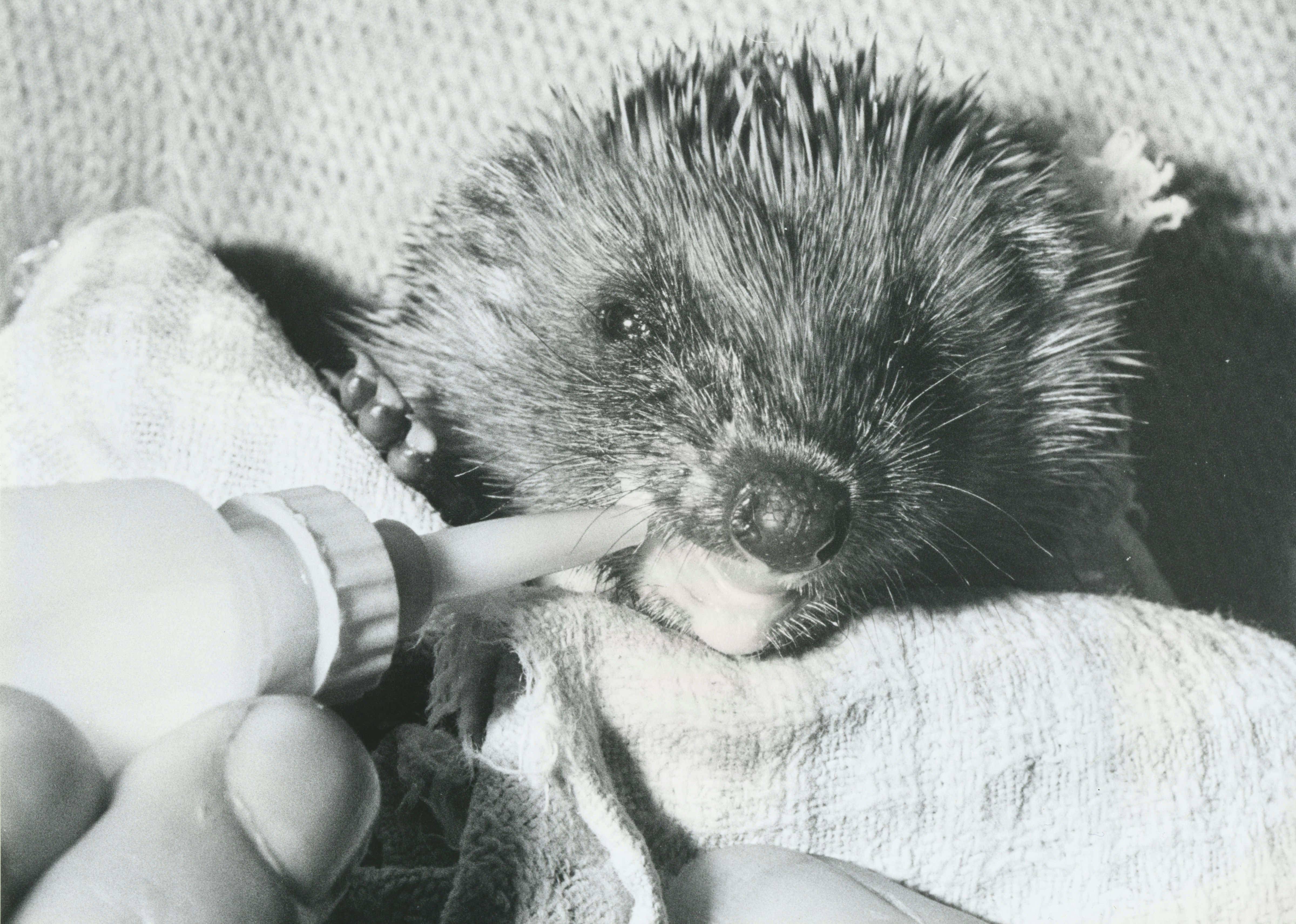 A hedgehog being fed from a dropper tool. The photo is in black and white.
