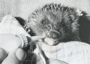 A gentle hedgehog nestled in soft bedding inside a rescue enclosure.