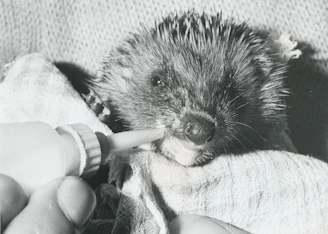 A hedgehog safely nestled in soft bedding inside a rescue shelter.