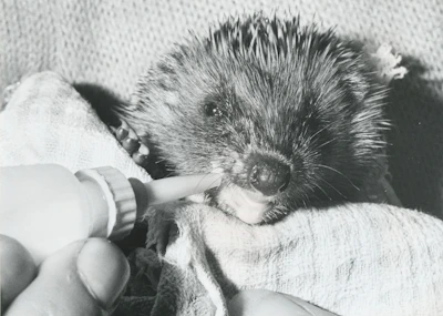 A hedgehog safely nestled in soft bedding inside a rescue shelter.