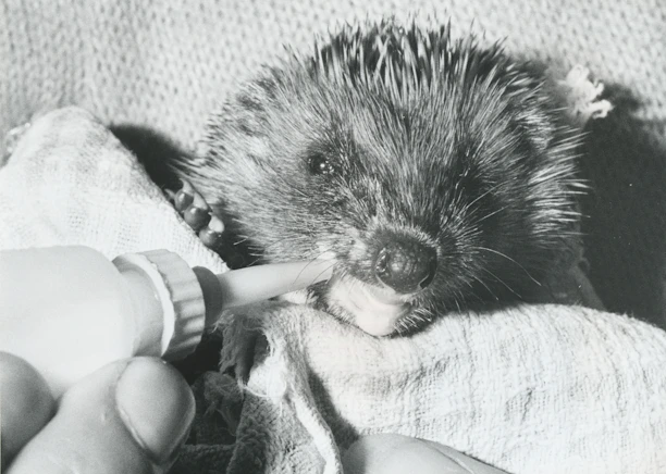 A gentle hedgehog nestled in soft bedding inside a rescue enclosure.
