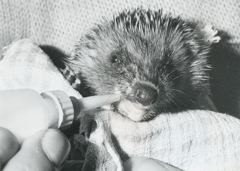 a baby hedgehog being fed with a bottle of milk