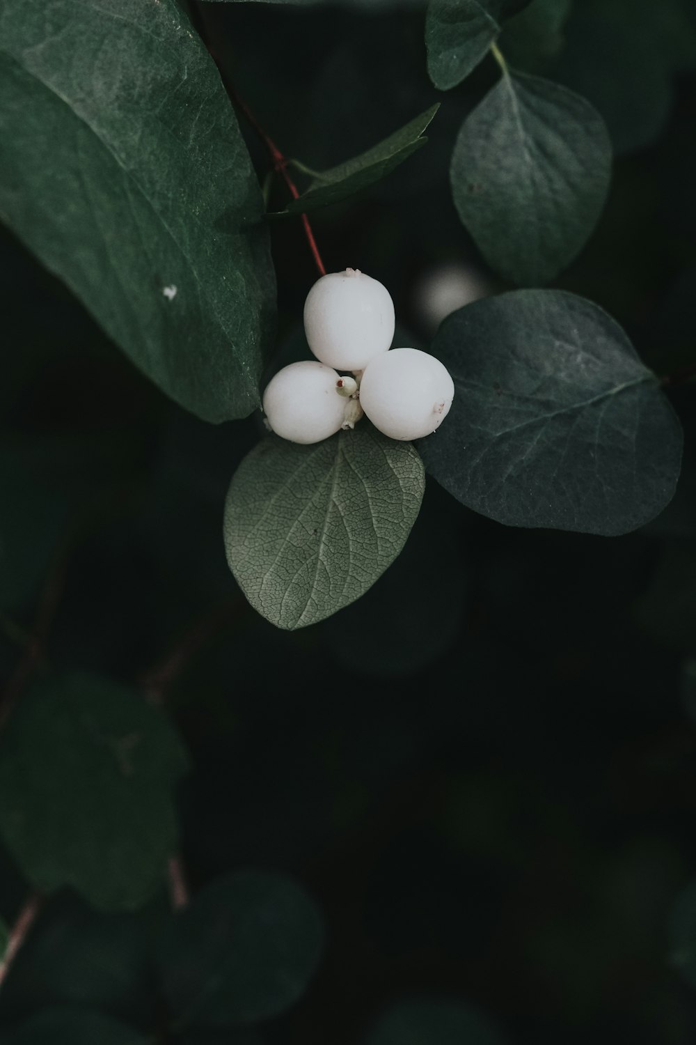 two white berries on a green leafy branch