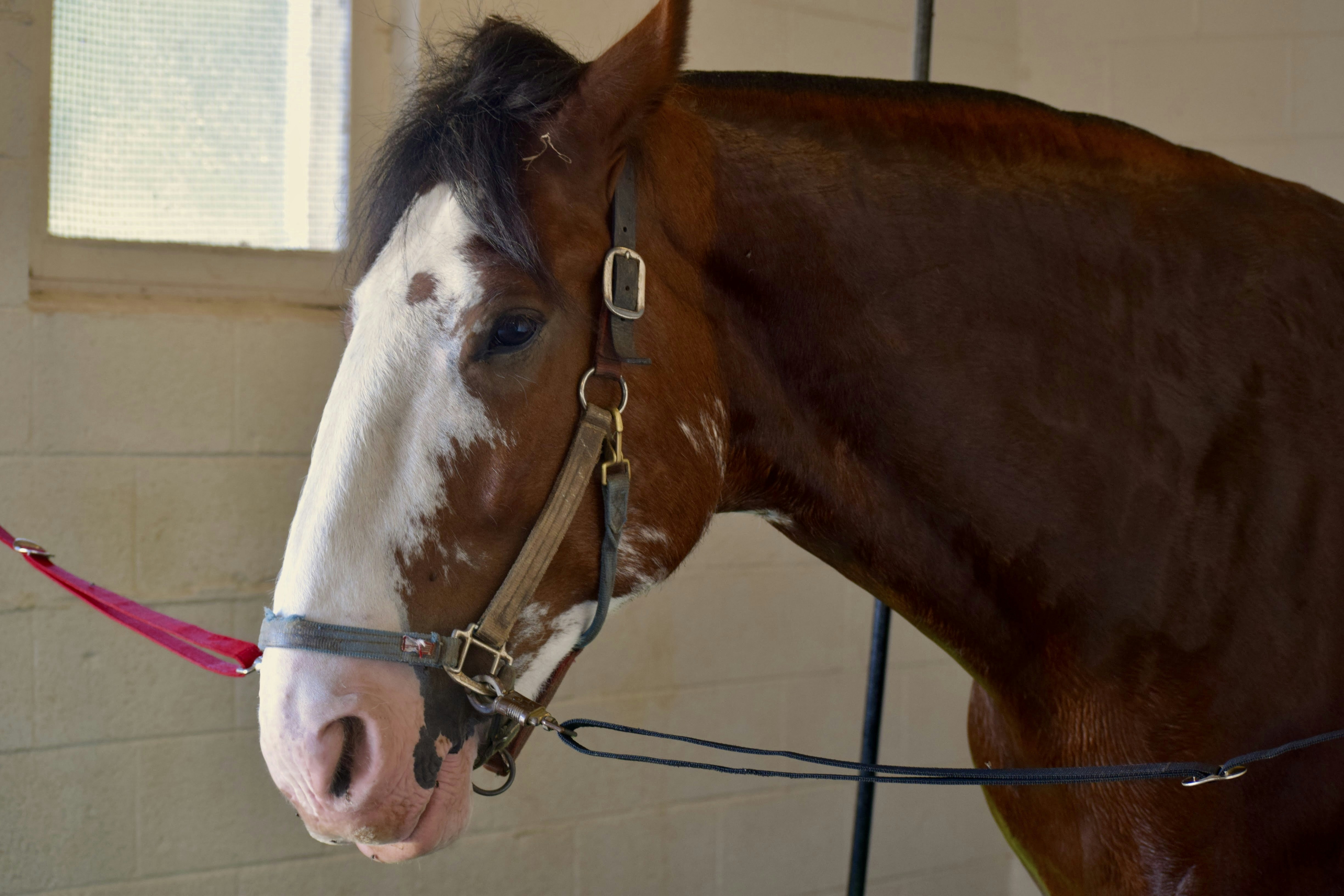 Another Chestnut horse at Carousel Park in Delaware