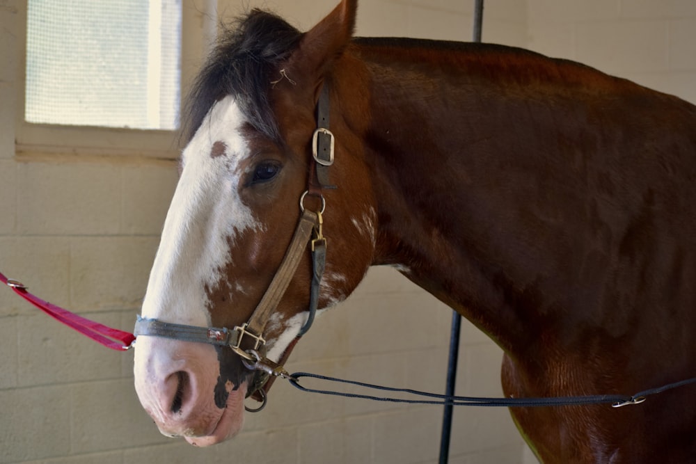 a brown and white horse standing in a stable