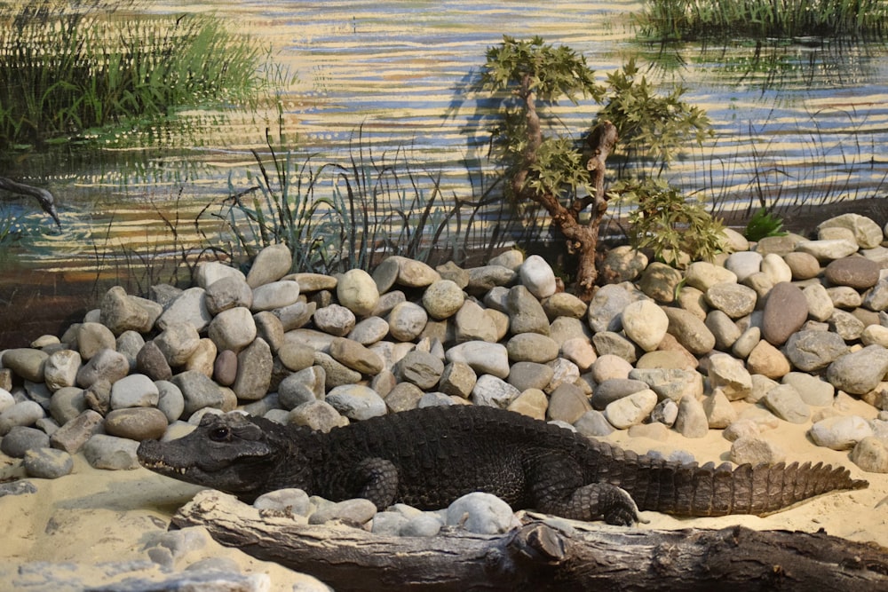 un grand alligator couché sur un tas de rochers