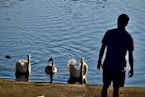 a man standing in front of a body of water with three swans