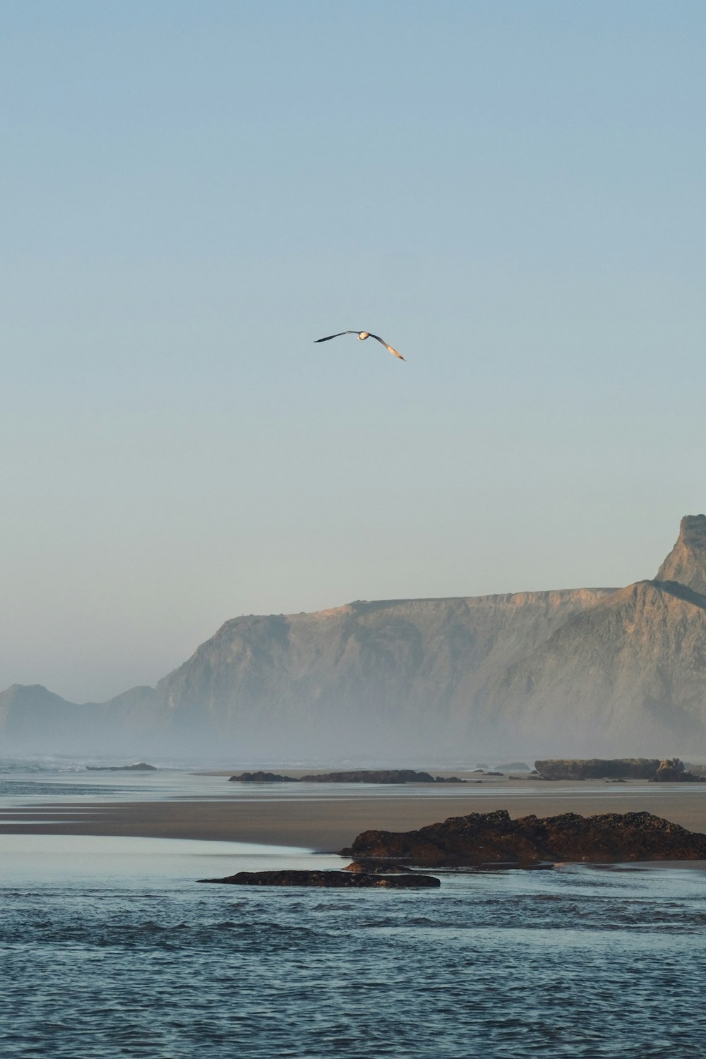 a bird flying over a body of water