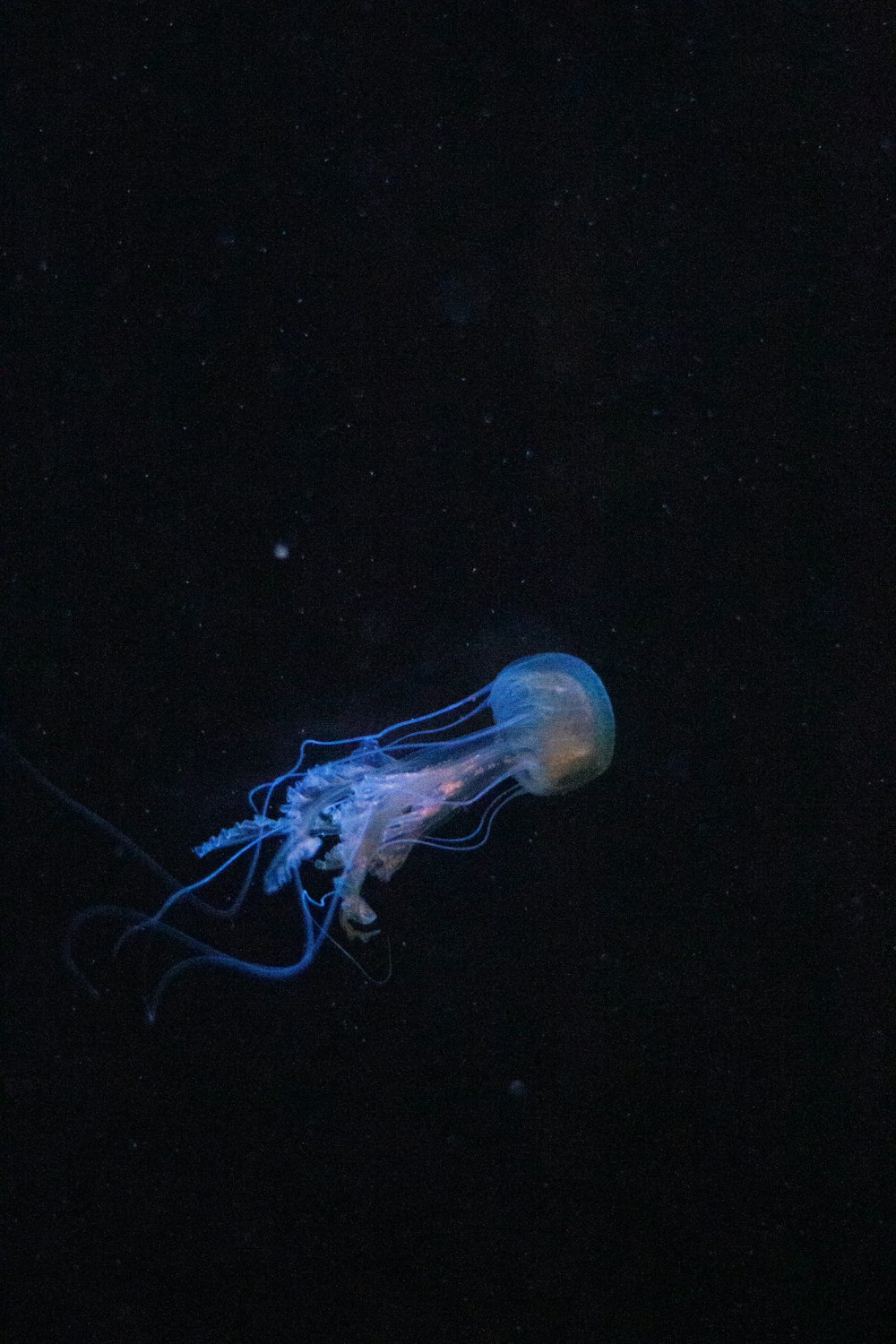 a jellyfish floating in the water at night