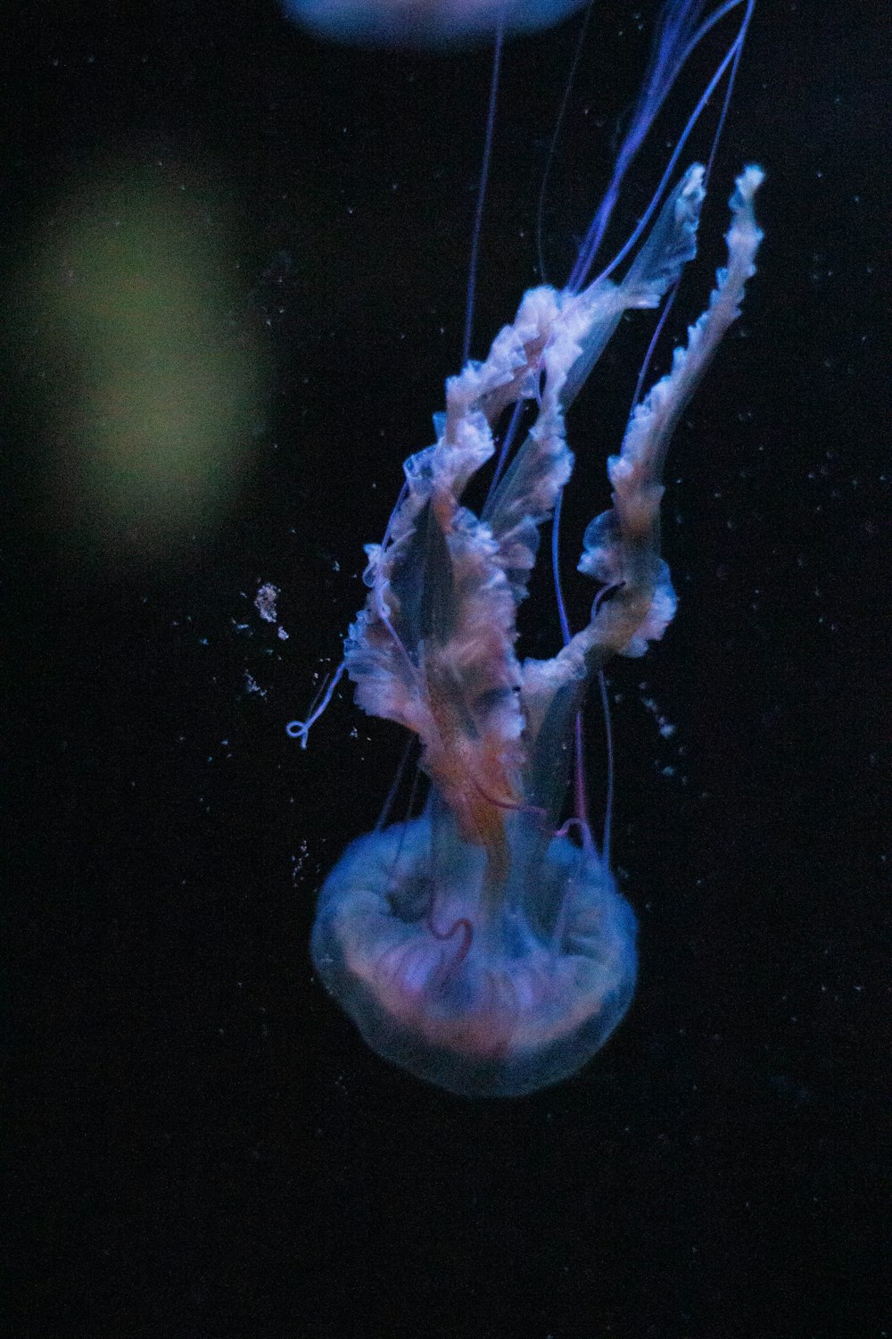 a couple of jellyfish floating in the water