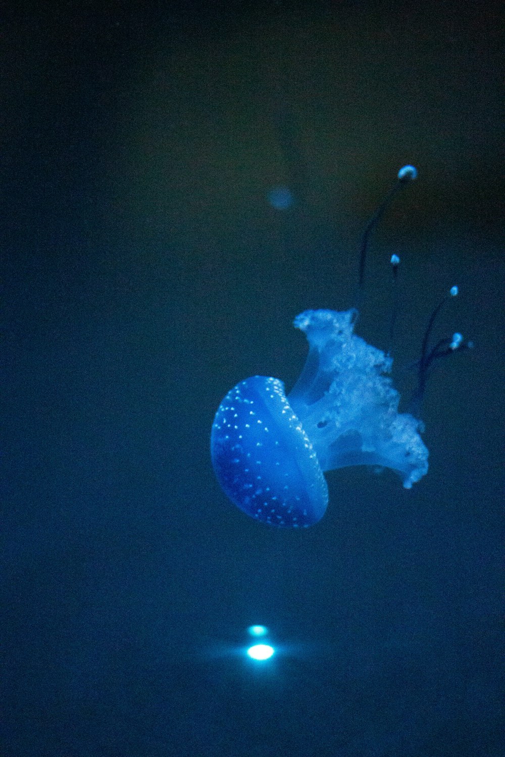 a blue jellyfish floating in the water at night