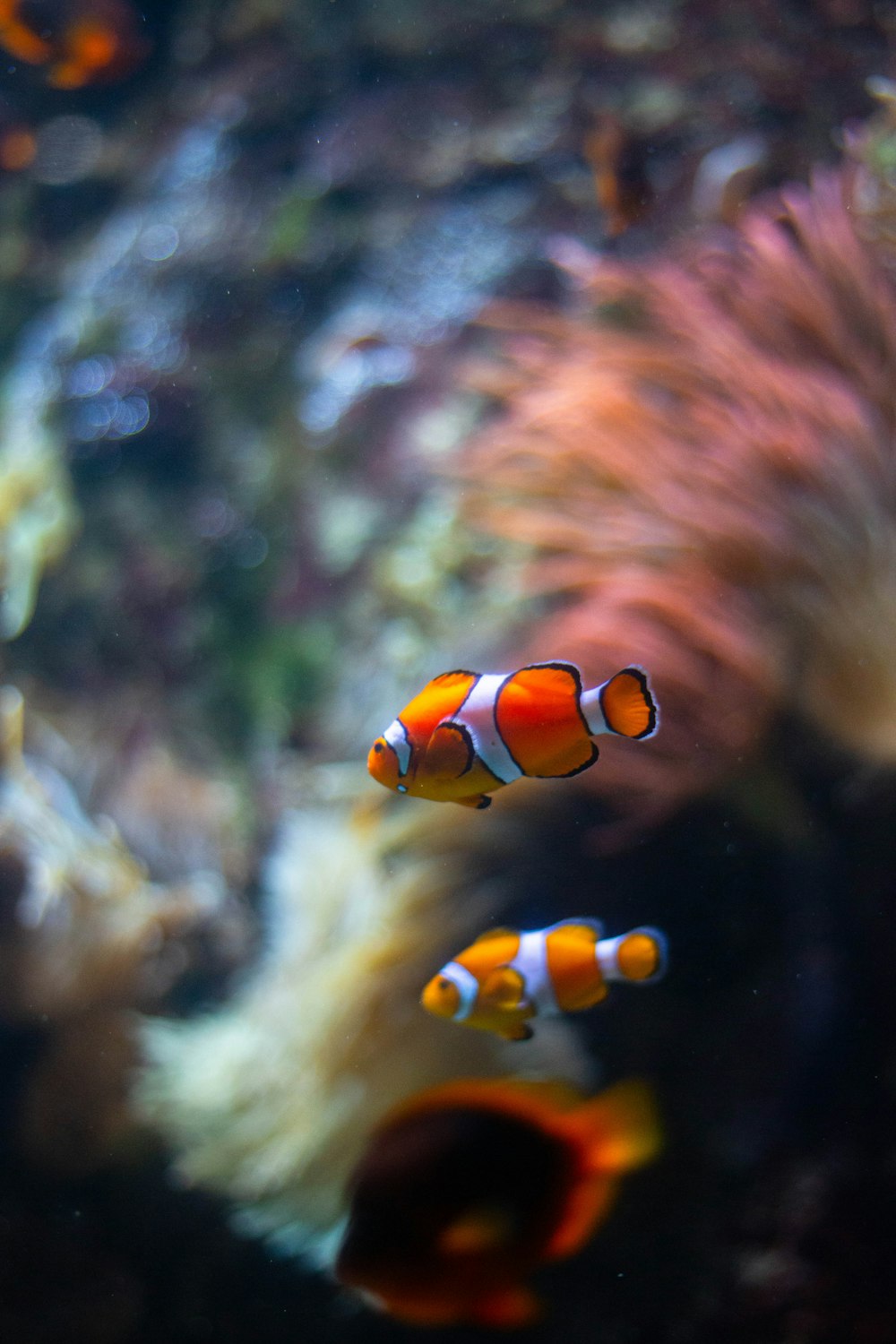 a group of clown fish swimming in an aquarium