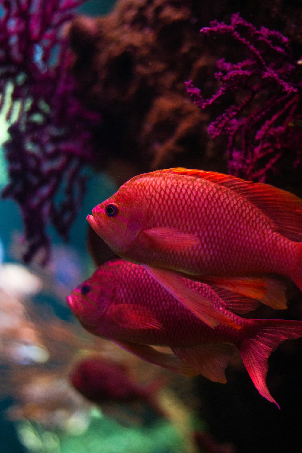 a group of red fish swimming in an aquarium