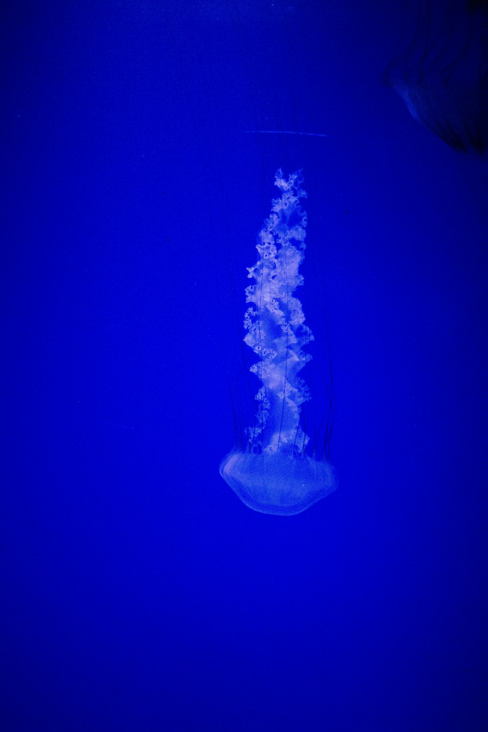 a jellyfish swimming in the deep blue water