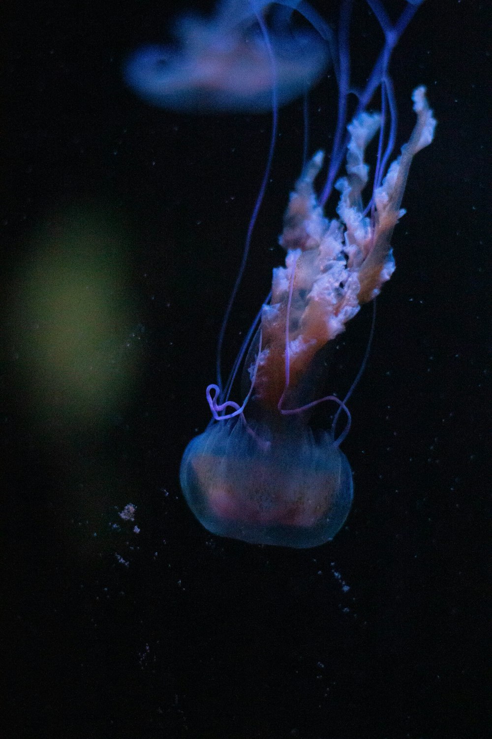 a group of jellyfish swimming in the water