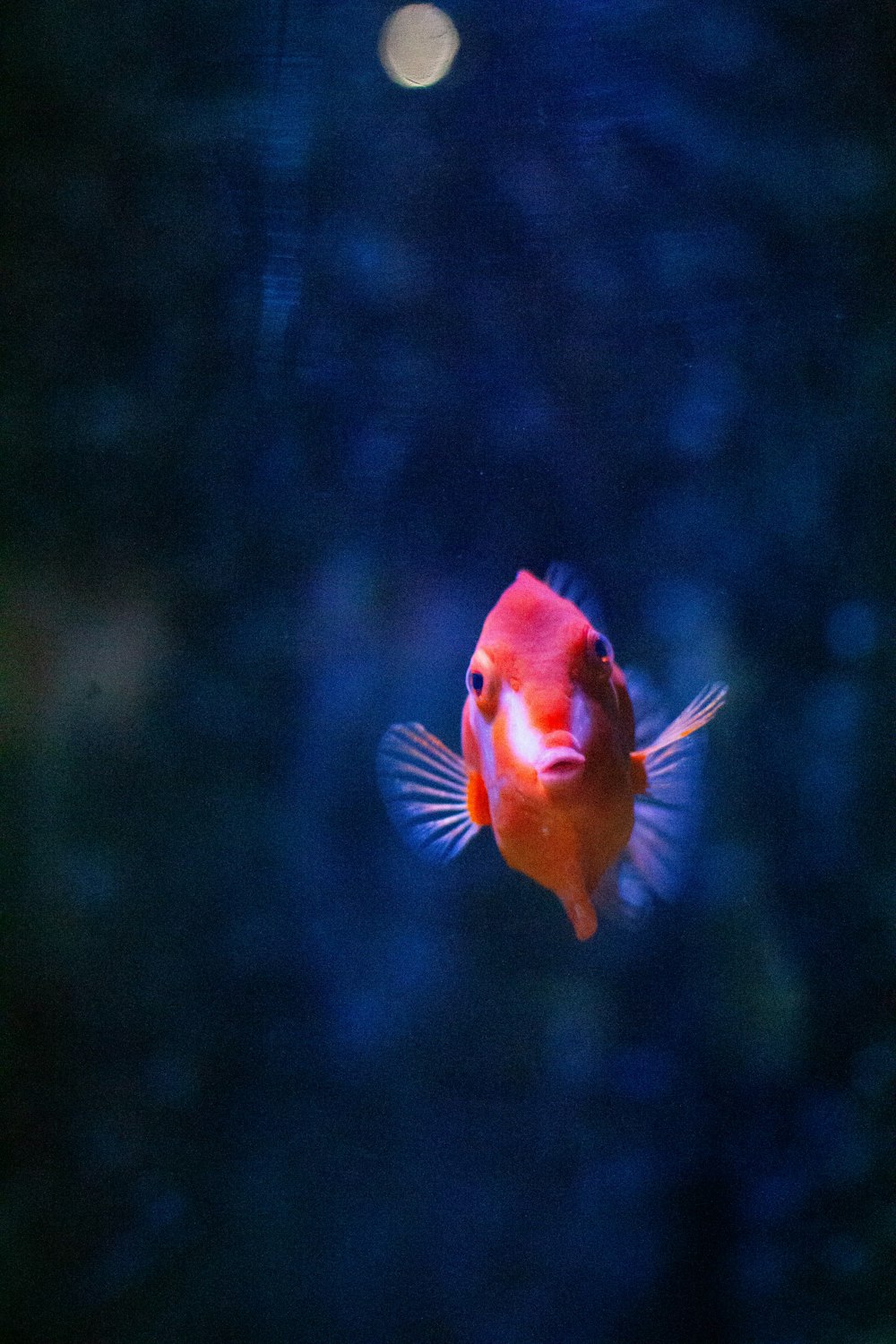 a red and white fish in an aquarium