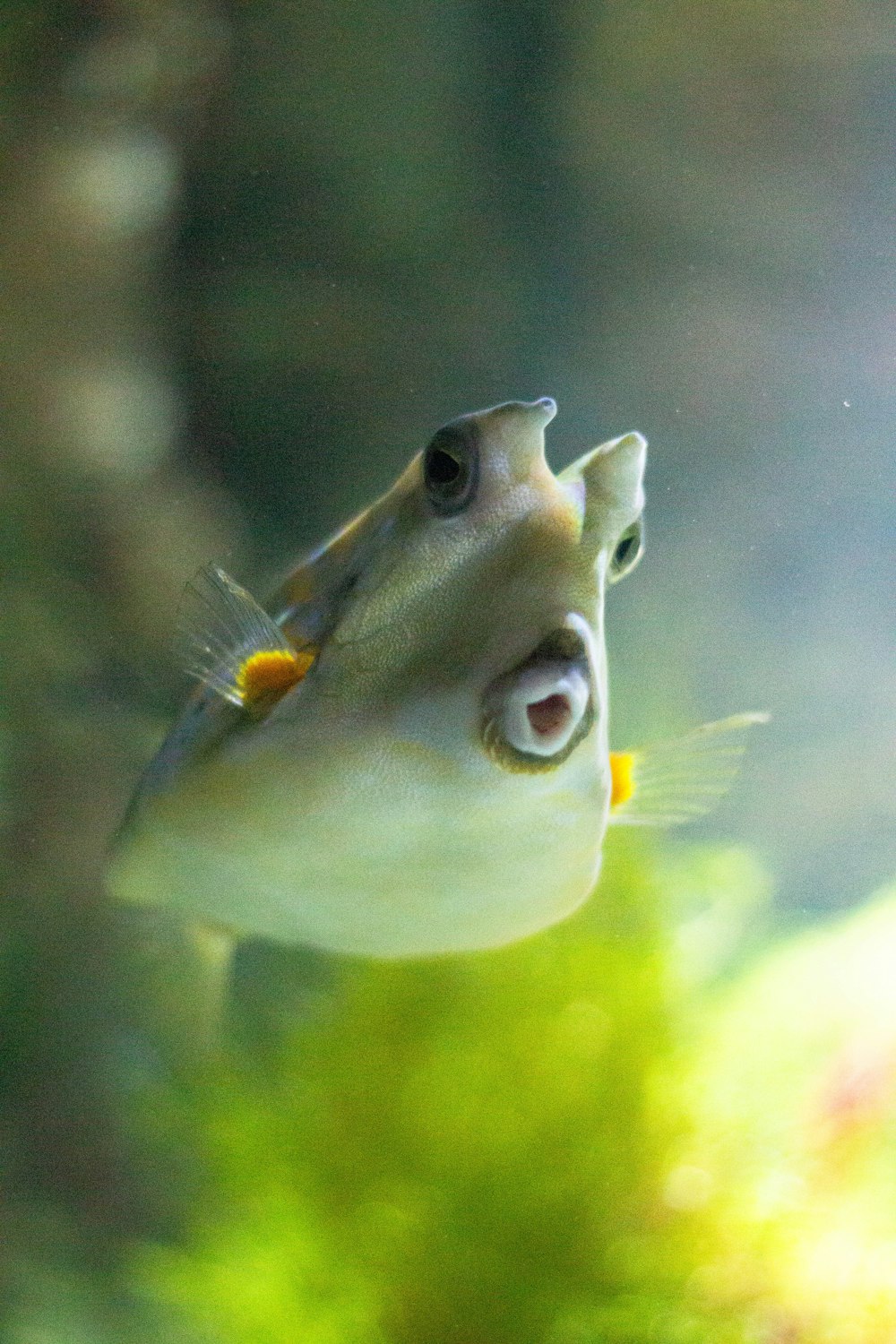 a close up of a fish with its mouth open