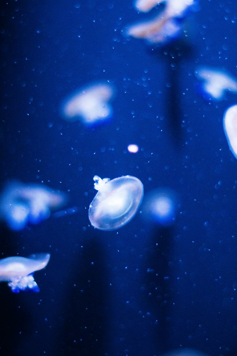 a group of jellyfish floating in the water