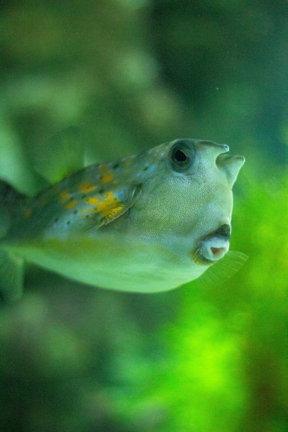 a close up of a fish in an aquarium