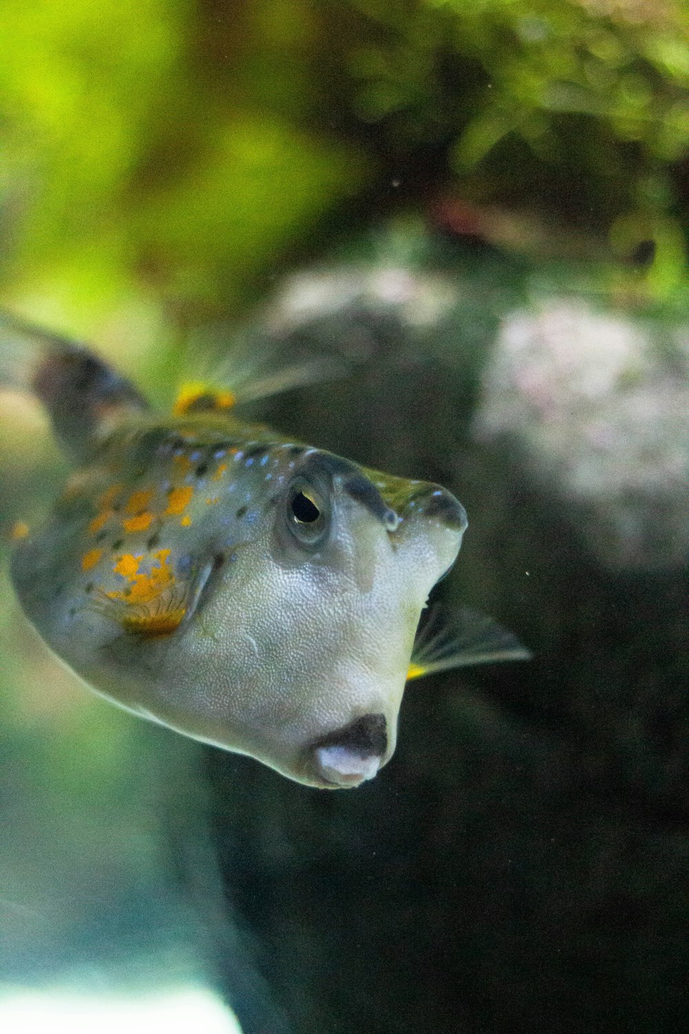 um close up de um peixe em um tanque