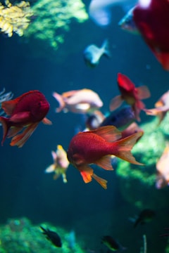 A vibrant underwater scene with several colorful fish swimming among plants. The fish exhibit bright hues, primarily red and orange, set against a deep blue and green aquatic background. The lighting accentuates the vivid colors of the fish and the aquatic plants.