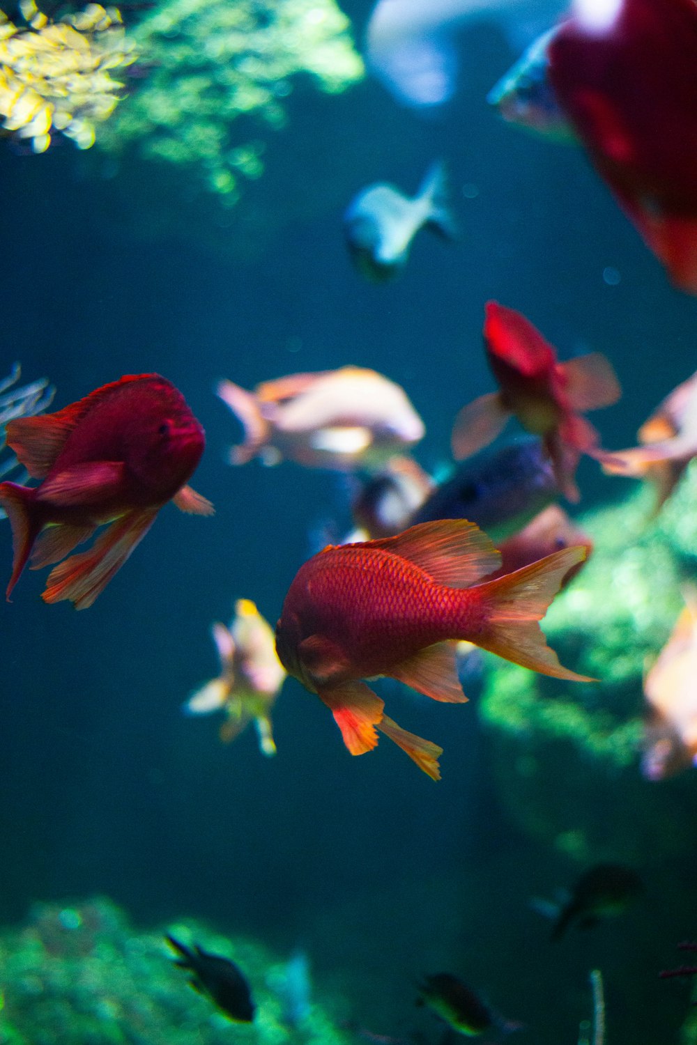 a large aquarium filled with lots of different colored fish